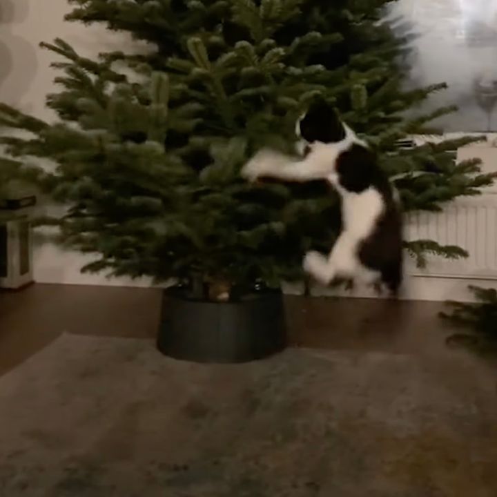 生まれてから初めて迎えるクリスマス、ツリーと対面猫大はしゃぎ