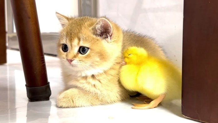 仲良しなヒヨコと子猫