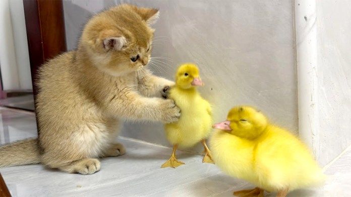 ヒヨコと遊ぶ子猫