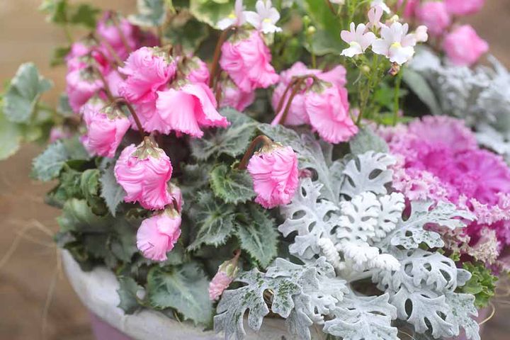 ガーデンシクラメンとシロタエギク