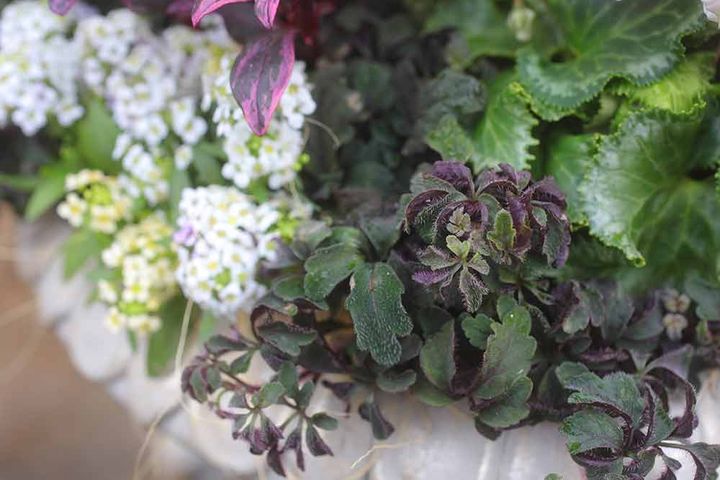 ミカニア・デンタータ