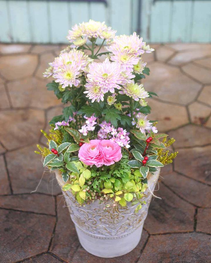 お正月の寄せ植え