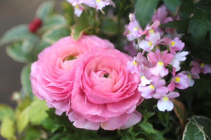 ハレの日の寄せ植え