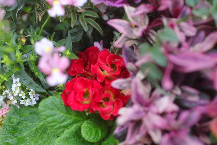 ハレの日の寄せ植え