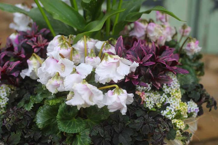 ハレの日の寄せ植え