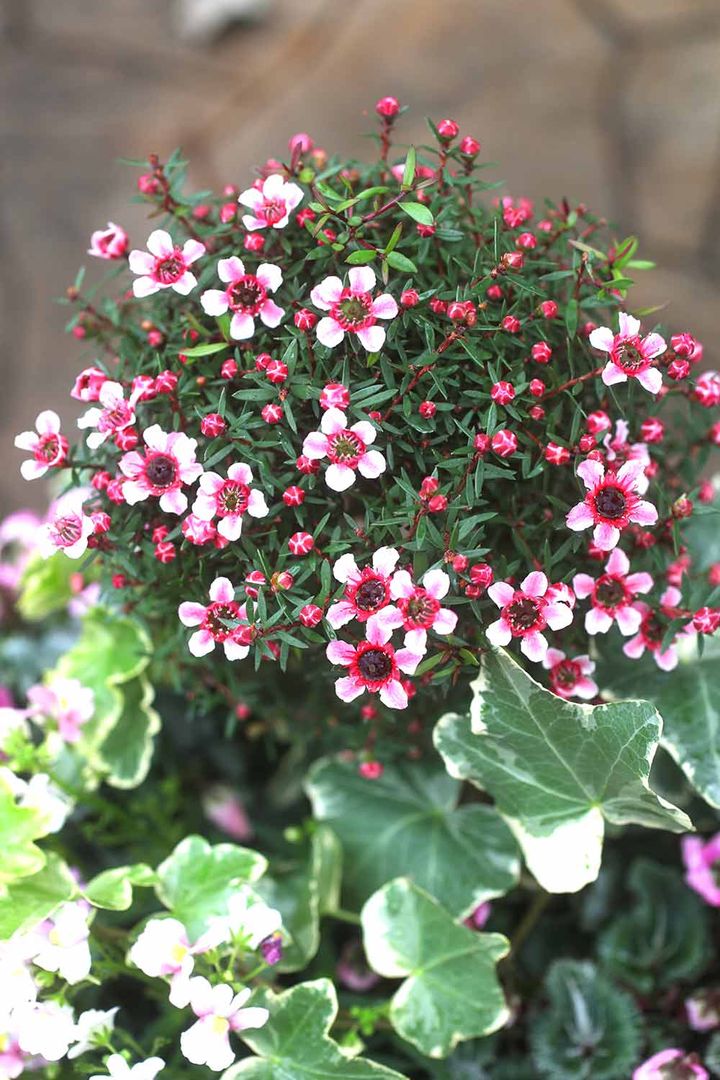 ギョリュウバイ