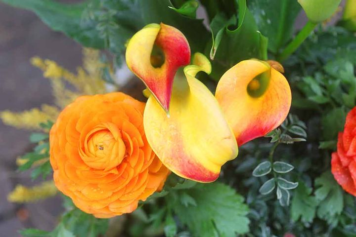 ラナンキュラスとカラー