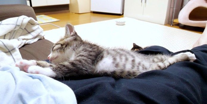 膝の上でくつろぐ子猫