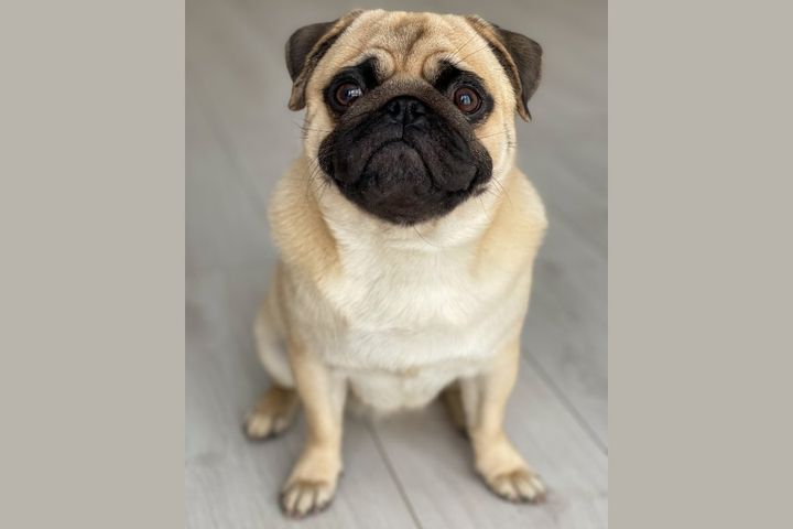 つぶらな瞳に吸い寄せられる…… 家畜化に伴って虹彩が濃くなっていった説。