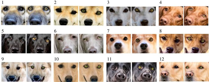 虹彩の色が異なるイヌの画像を作成