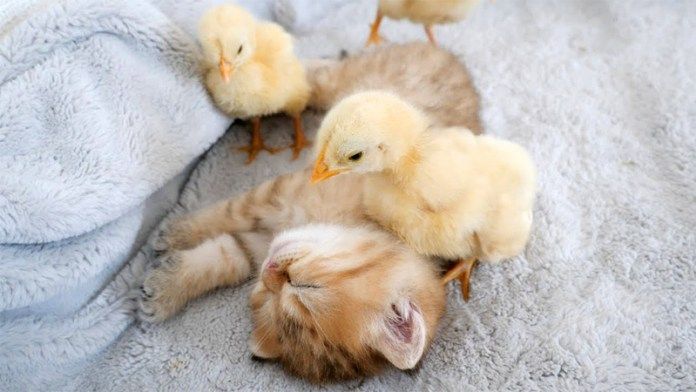 子猫を起こすヒヨコ