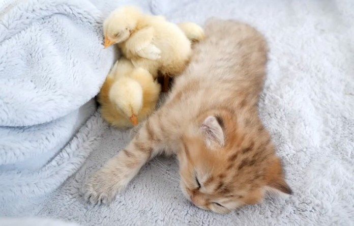 一緒に眠る子猫とヒヨコ