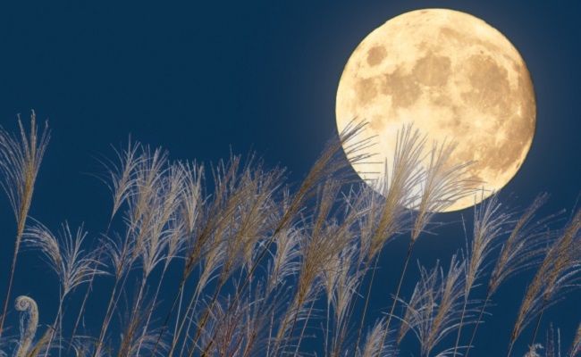 お月見のイメージ