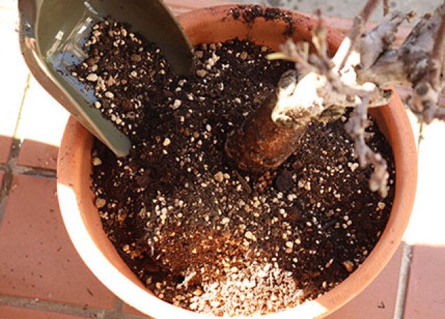 セリアの園芸用パッド