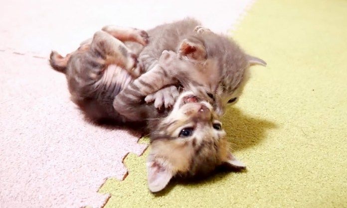 やきもちを焼く子猫