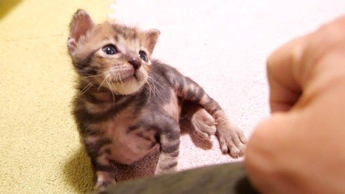 ナデナデを待つ子猫