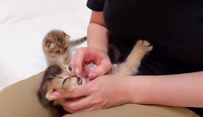 大きな声で鳴く子猫