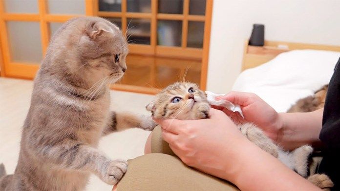 子猫を心配する母猫