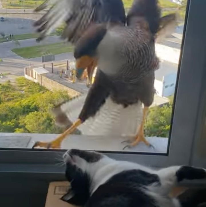 窓際でのんびり寝転ぶチルな猫、怒れる鳥にどこ吹く風