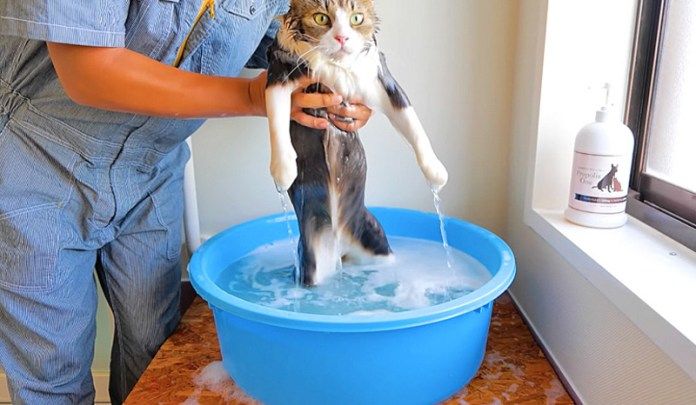 お風呂で洗われる猫