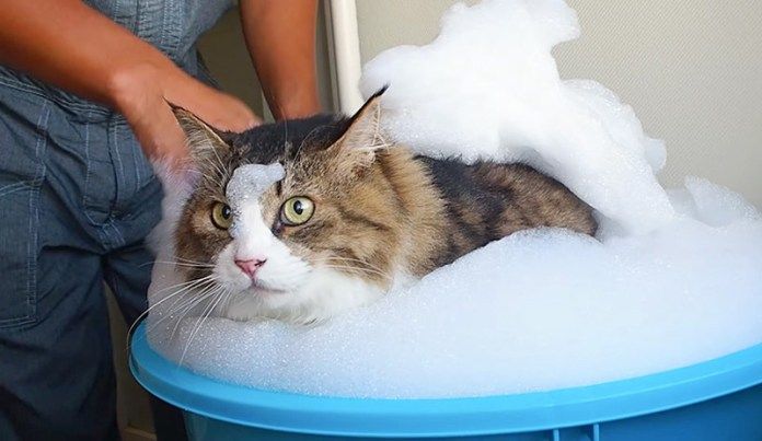 お風呂に入る猫