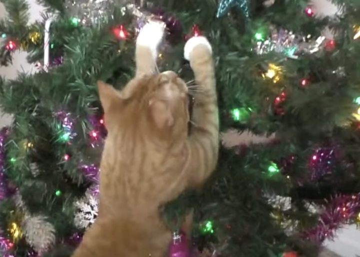 今年もやってきた！ クリスマスツリー VS猫の戦い | TRILL【トリル】