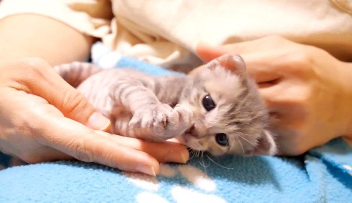 膝の上で甘える子猫