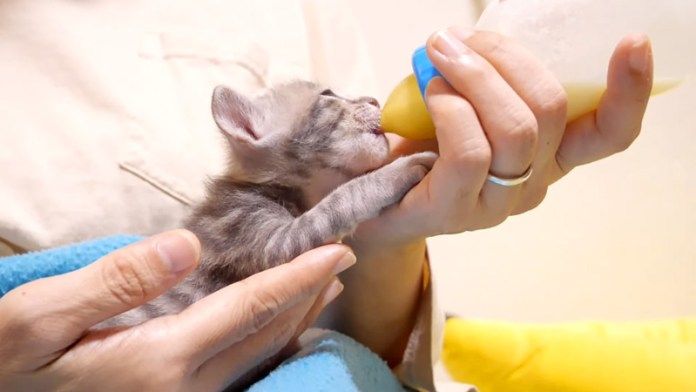 ミルクを飲む子猫