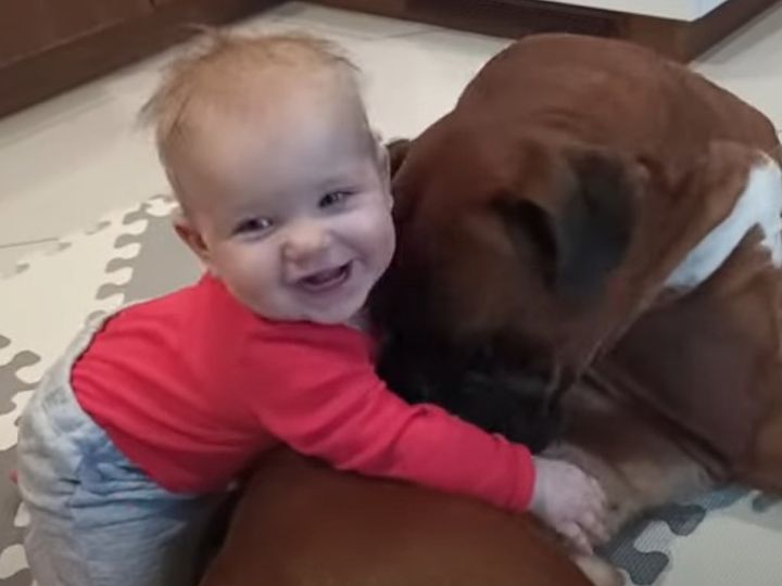 ボクサー犬と仲良しの赤ちゃん