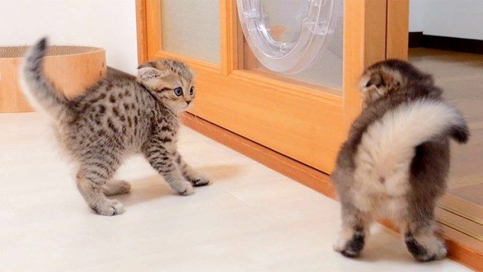 やんのかステップをする子猫