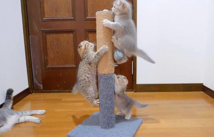 遊び回る子猫達