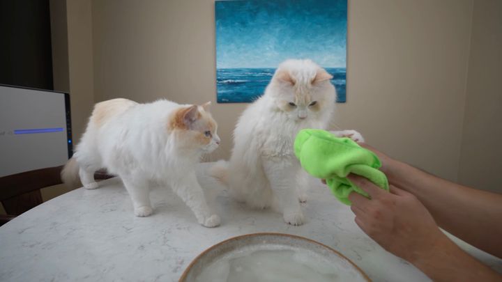 猫からはもっと拭いてと催促される、猫の洗顔4ステップ