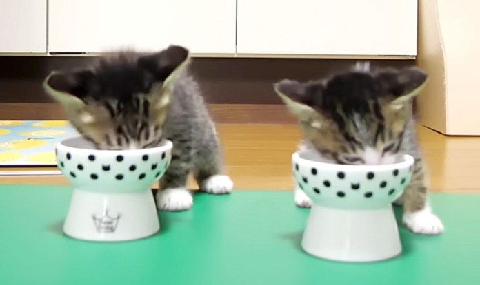ご飯を食べる子猫達