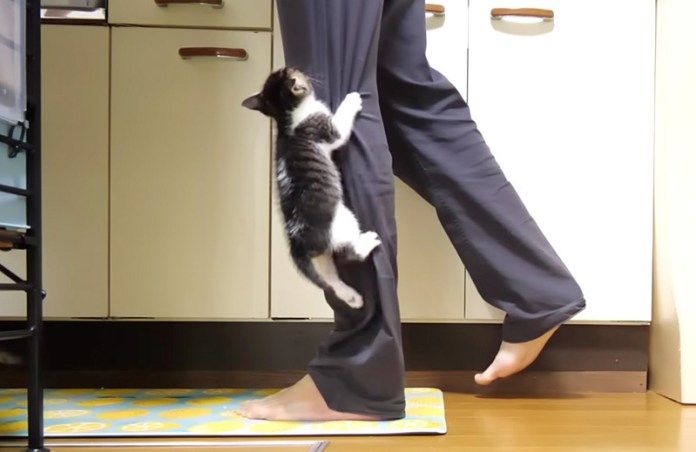 足を登る子猫