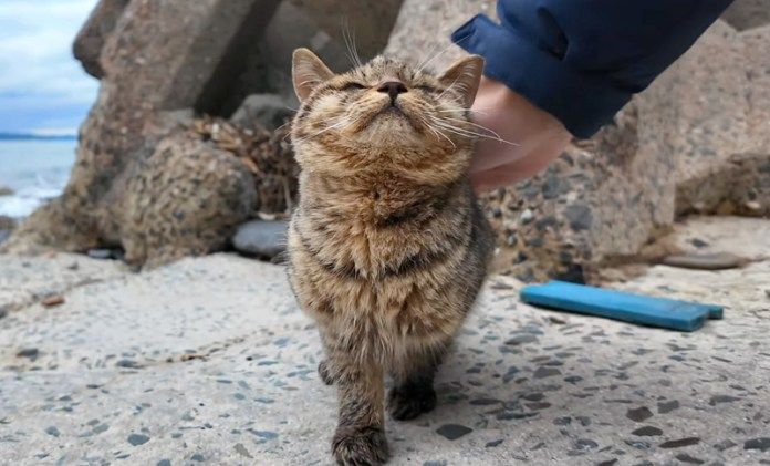 撫でられる子猫