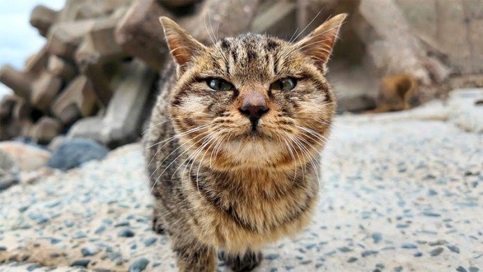 モフモフされにやって来た子猫