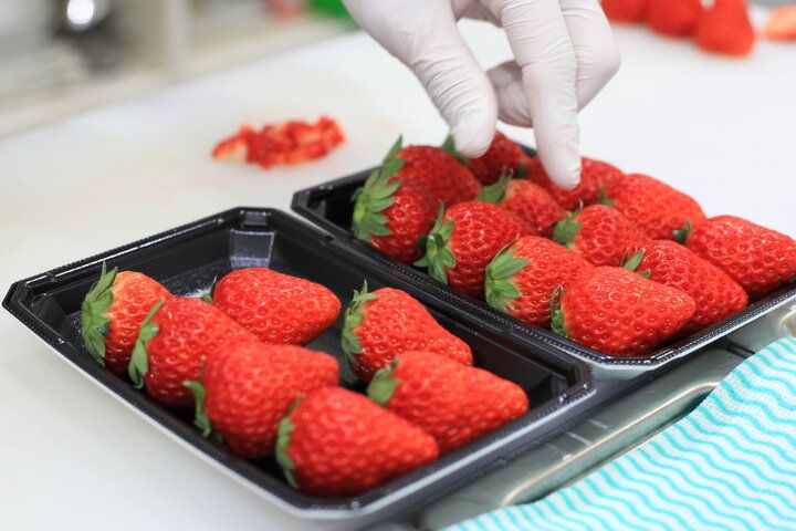 国産イチゴが美味しい期間だけの限定スイーツを／老舗の味を守る名古屋のフルーツパーラー「檸檬屋」