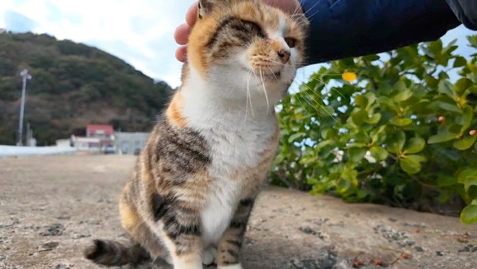撫でられる猫