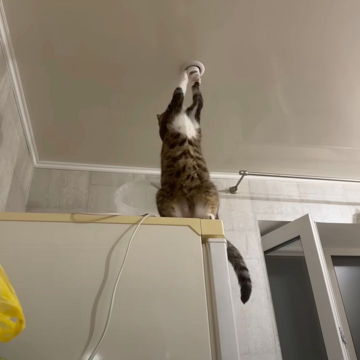 天井の蛍光灯をチェックする猫、クルリと回して見事点灯