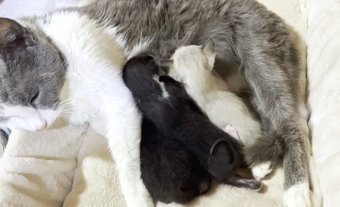 母猫のミルクを吸う子猫達