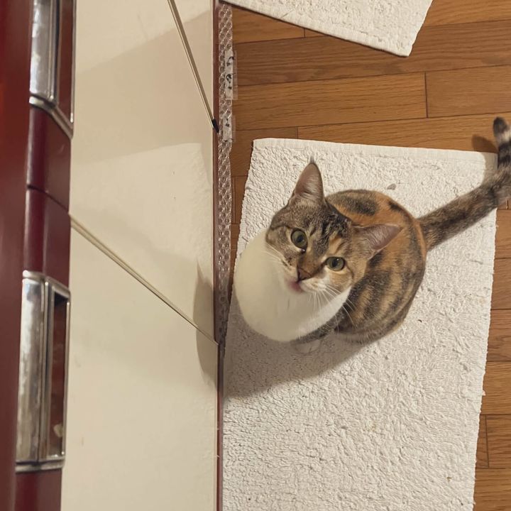 上を見上げる三毛猫のおこめちゃん