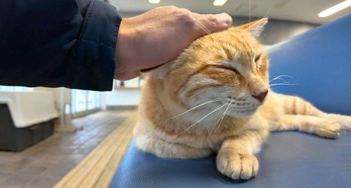撫でられる猫