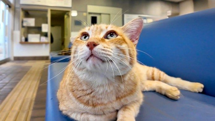 待合室で出会った猫