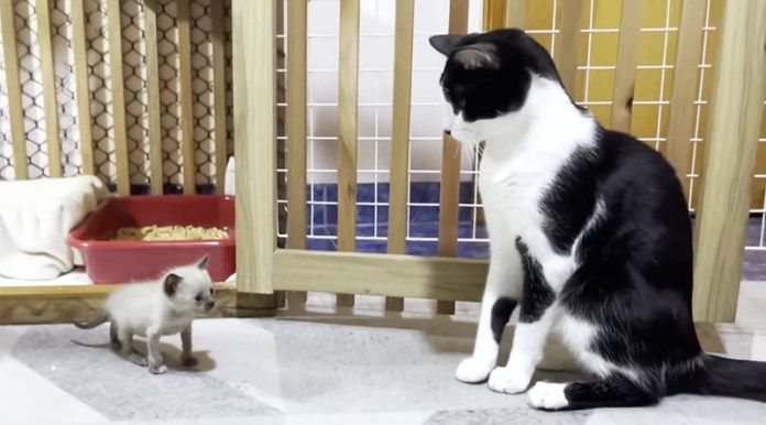 先住猫と子猫