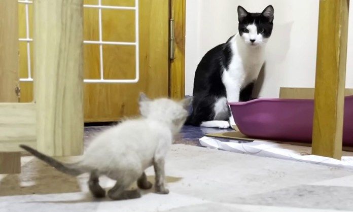 先住猫に近づいていく子猫