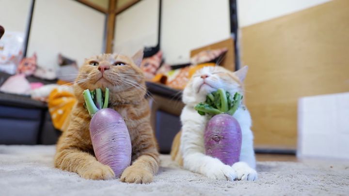 手に頭に猫は載せるよ紫大根、ゴロンと響くよ転がる音も