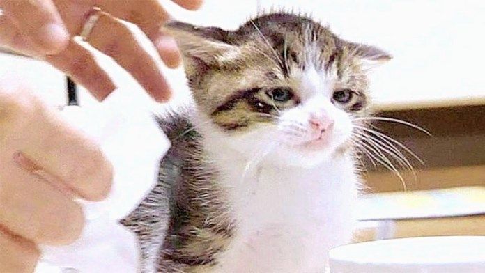 納得いかない子猫