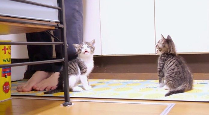 ご飯を催促する子猫達