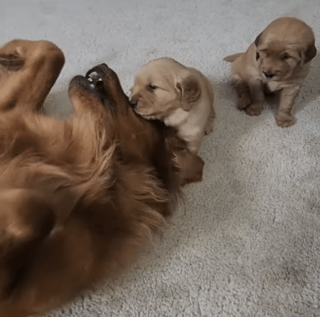 ママも子犬もどっちも可愛い♡ へそ天ポーズで遊ぶ犬親子。