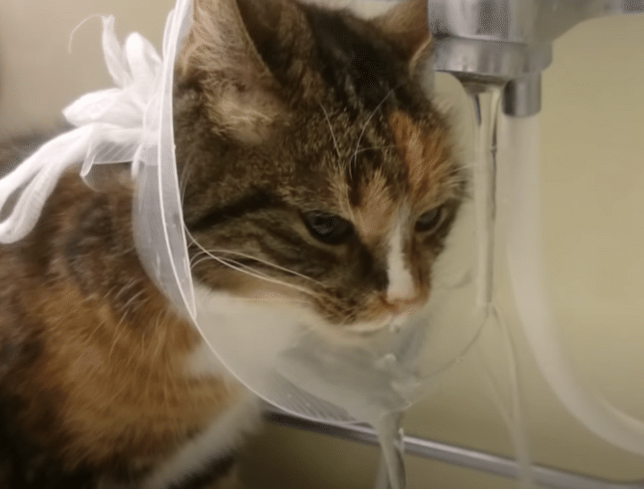 猫エリザベスカラー、邪魔だと思っていたら意外と便利だった。